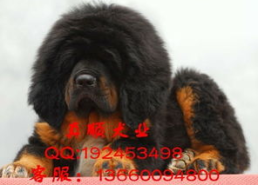 纯种藏獒,纯种王者血脉的荣耀传承